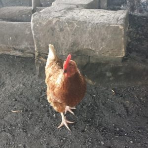 Chicken, Worker